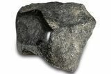 Polished Fossil Dinosaur Bone (Gembone) Section - Wyoming #309393-2
